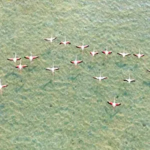 في السعودية.. مصور يوثق طيران طيور الفلامنجو "بشكلٍ منظم" في أسراب زاهية