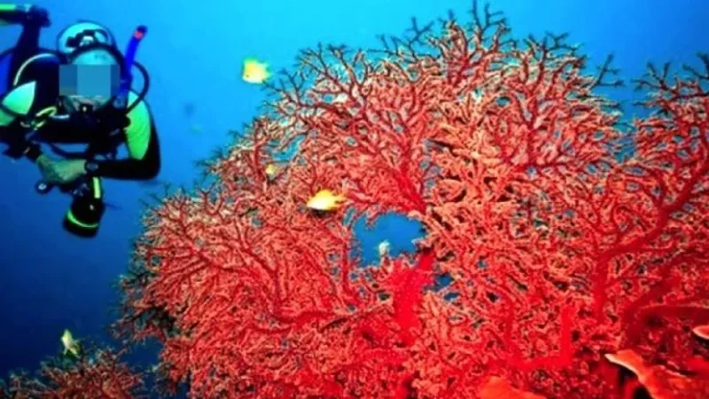 دراسة ملف إعادة فتح استغلال المرجان الأحمر في الجزائر بلغت مراحل متقدمة