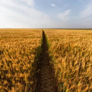 لبنان يشتري 63 ألف طن من القمح في مناقصة