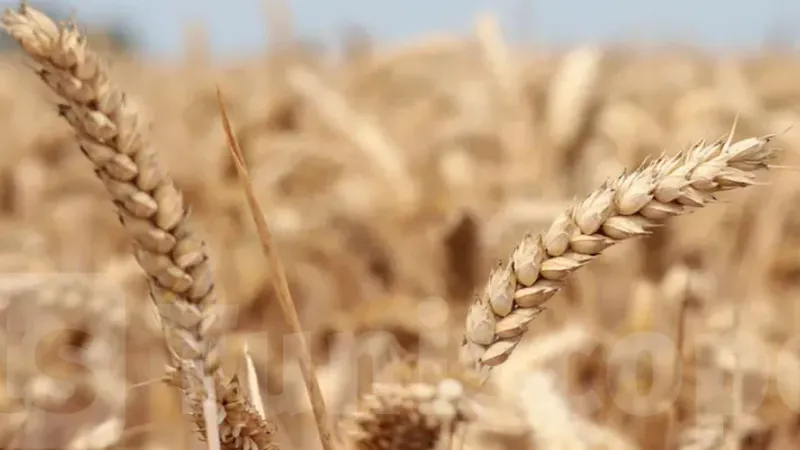 تراجع توقعات الإنتاج العالمي من الحبوب مقابل ارتفاع في الاستهلاك العالمي