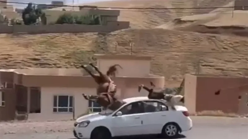 حادث سير غريب بين حصان وسيارة في قضاء عقرة (فيديو)