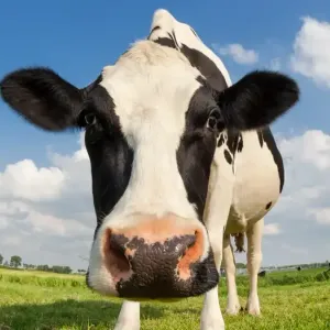 النظام الغذائي للأبقار.. هل هو صديق للبيئة؟