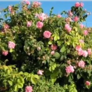 «الإرشاد الزراعي»: موسم قطاف الورد من 35 إلى 45 يومًا