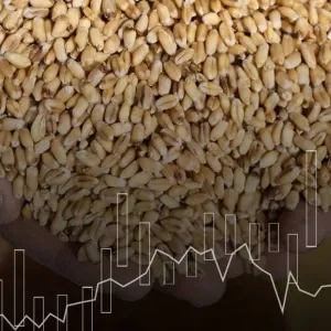 مع تراجع أسعاره عالمياً منذ بداية 2024.. مصر تتوسع في استيراد القمح