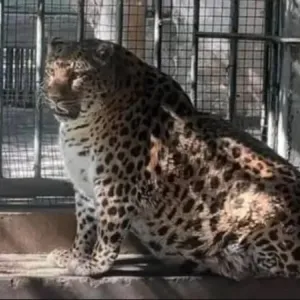 فشل حديقة حيوان في إنقاص وزن نمر