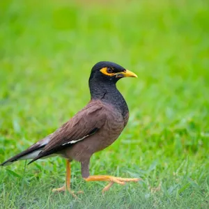 أكثر من مليون طائر غازي تم القضاء عليها بالحملة الوطنية لمكافحة الطيور الغازية في سلطنة عمان