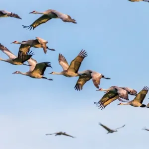 علاقات مفاجئة لطيور خلال هجرتها يُظهِر عالماً من التفاعلات الإيجابية بينها