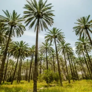 العراق يعتزم زراعة 5 ملايين شجرة لموجهة العواصف الترابية