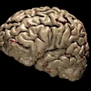 كيف يقرر الدماغ أي الذكريات يجب الاحتفاظ بها وأيها يجب التخلص منها؟
