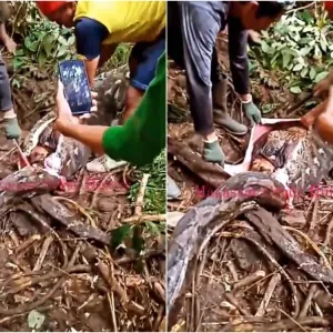 شاهد : لحظة إخراج امرأة من بطن ثعبان ضخم ابتلعها في إندونيسيا