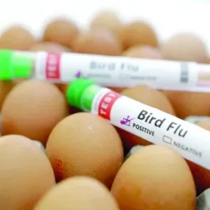 تفشي سلالة من إنفلونزا الطيور في مزرعة دواجن خامسة بأستراليا