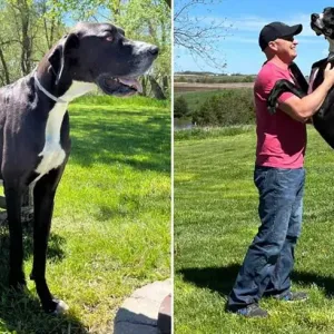 غينيس تختار "كيفن" أضخم كلب في العالم