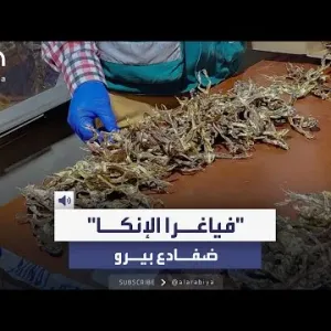 التجارة بها جريمة.. سُلطات البيرو تصادر المئات من ضفادع "فياغرا الإنكا"