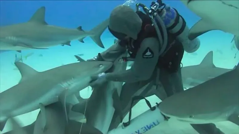 شاهد كيف تعالج "طبيبة القرش" في جزر البهاما الأسماك الضخمة المصابة بخطافات الصيد