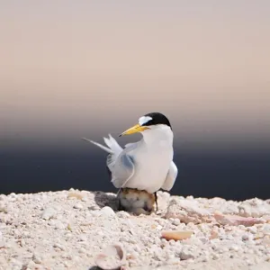 175 نوعاً من الطيور في محميات أبوظبي