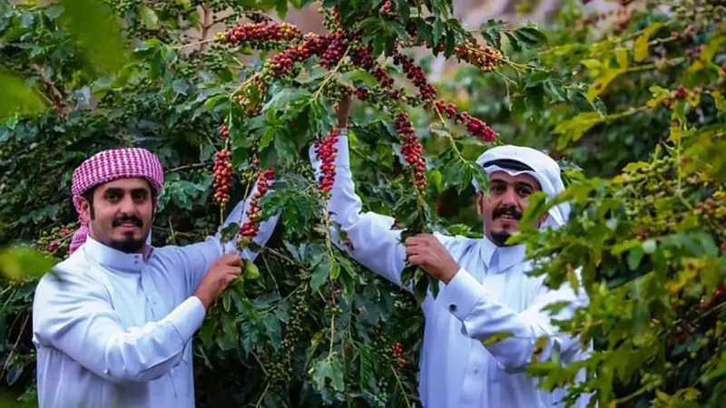 "ريف السعودية" ينظم رحلة ميدانية لتعزيز جودة البن واستكمال تصنيف أشجاره