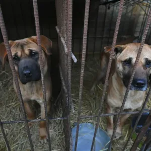 كوريا الجنوبية تسعى لسنّ قانون يحظر أكل الكلاب