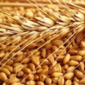 تحسن توقعات إنتاج القمح عالميا يدفع الأسعار إلى الانخفاض