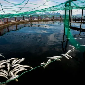 نفوق مبكر قياسي للسلمون النرويجي المستزرع ومخاوف بعد تصدير أسماك مصابة