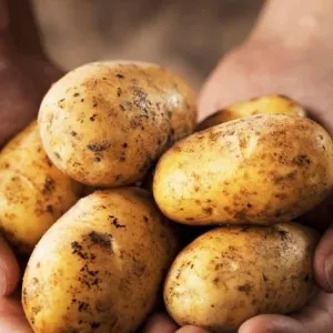 أسعار البطاطس اليوم في سوق العبور.. كم يسجل الكيلو الآن؟