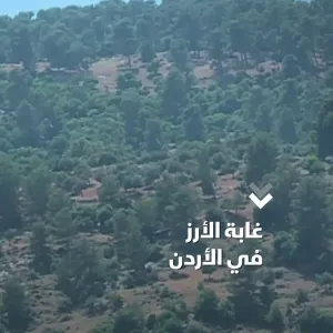 نمت في غير موطنها.. ما قصة غابة الأرز في مدينة جرش شمال #الأردن؟   #الشرق #الشرق_للأخبار