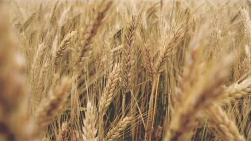 الهيئة العامة للأمن الغذائي تعلن جاهزيتها لبدء استلام القمح المحلي للموسم الحالي