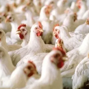 تراجع في أسعار الدجاج ومهنيون يكشفون السبب