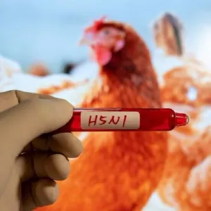 مرتبطة بتفشي بقرة الألبان.. الولايات المتحدة تعلن عن اكتشاف الحالة البشرية الثانية لإنفلونزا الطيور
