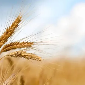كيف أفاد ارتفاع درجات الحرارة إنتاج الحبوب في أوكرانيا؟
