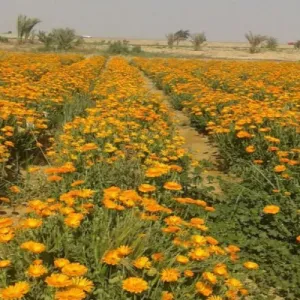 الزراعة العراقية تباشر بزراعة النباتات الطبية والعطرية