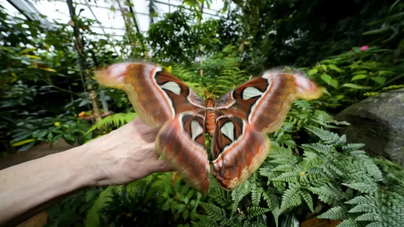 فيديو. جنة الفراشات في ترينتو الإيطالية رحلة إلى عالم سحري من التنوع البيولوجي