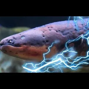 أشرس المخلوقات البحرية.. «السمكة الكهربائية» تنتج شحنات 860 فولت و«البيرانا» لا ترحم البشر