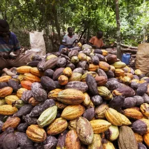 نقص الكاكاو في إفريقيا قد يفاقم أزمة إنتاج الشوكولاتة عالمياً