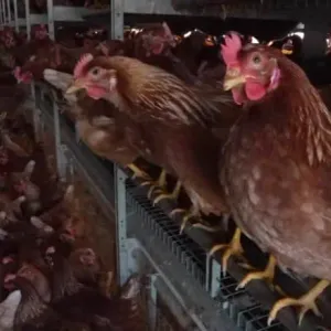 فيروس إنفلونزا الطيور يصل إلى مصانع الألبان بأمريكا.. هل منتجات الحليب في المتاجر آمنة؟