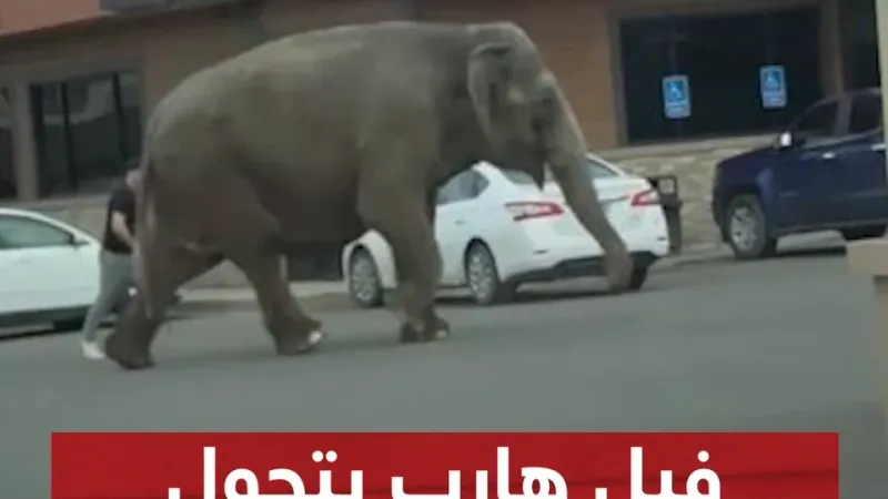 عبر "𝕏": فيل هارب يتجول في شوارع ولاية أميركية #سوشال_سكاي