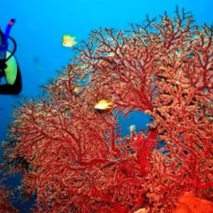 بداني: إتخاذ الإجراءات الضرورية لاستئناف نشاط صيد المرجان