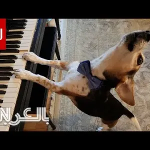 نهاية حزينة لكلب اشتهر بالعزف على البيانو.. هكذا كانت مقطوعته الأخيرة