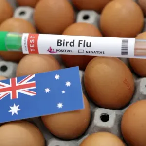 رصد إنفلونزا الطيور في مزرعة بأستراليا وسط نفي لوجود نقص عام في البيض