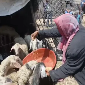 مئات من مربي الماشية في غزة يتلقون أعلافا حيوانية من منظمة الأغذية والزراعة