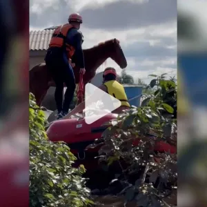 ظل عالقًا على سطح منزل لـ4 أيام.. شاهد لحظة إنقاذ حصان حاصرته مياه الفيضانات في البرازيل