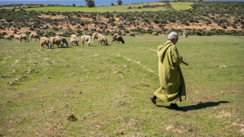 المغرب يتوقع تراجع إنتاج الحبوب 43% مع توالي مواسم الجفاف