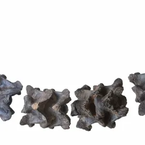 بحث جديد يكشف أن ثعبانًا عملاقًا من عصور ما قبل التاريخ، يتجاوز طوله حافلة مدرسية، زحف حول ما يعرف الآن بالهند قبل 47 مليون سنة