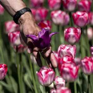 هولندا تتبرع بـ 100 ألف زهرة توليب لمدينة لفيف الأوكرانية