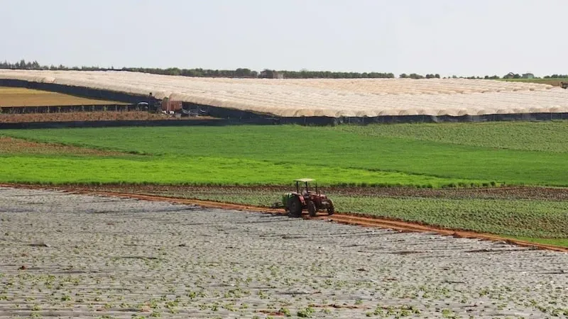 تقلص المساحات المزروعة جراء مواسم الجفاف يقلق الفلاحين في المغرب