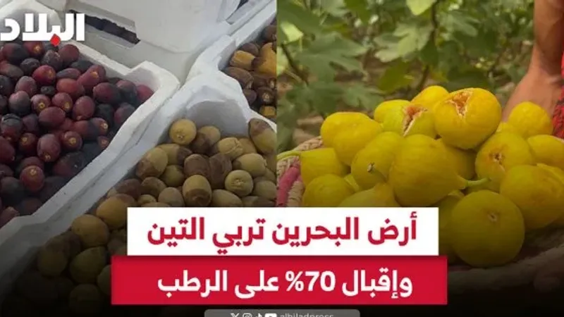 فيديو "البلاد": أرض البحرين تربي التين وإقبال 70% على الرطب