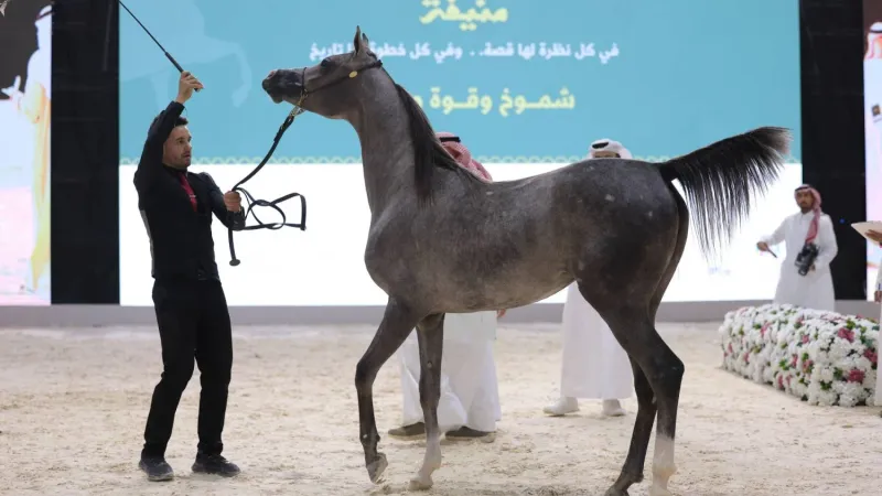 70 رأساً من الخيل العربية الأصيلة تتنافس على «جوائز منيفة»