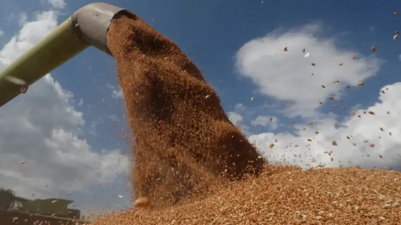 متعاملون: الجزائر تشتري القمح الصلد في مناقصة