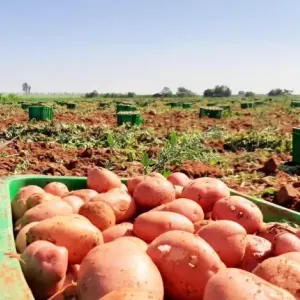 مزارعو البطاطس يهددون بوقف الإنتاج الموسم المقبل
