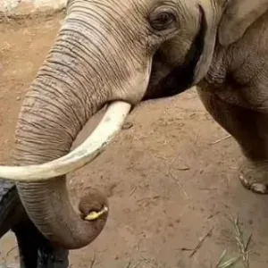بالفيديو| فيل ذكي يعيد حذاء طفل