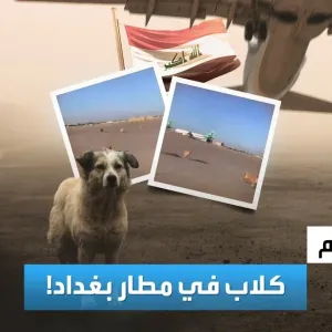 تفاعلكم | حقيقة فيديو لـ كلاب على مدرج الطائرات في مطار بغداد!